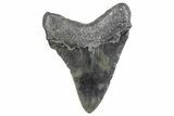 Fossil Megalodon Tooth - South Carolina #286524-1